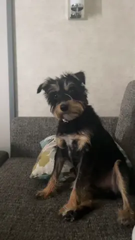 Old video of Milo reacting to this sound… 🥺🥺🥺