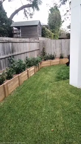 Grass is on Steroids #landscape #fyp #gardenproject #lawn #lawncare #lawntok #satisfying #viral