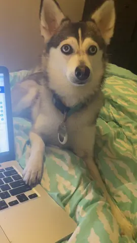 Excuse me, I need your attention. #dogsofttiktok #worklife #stayathomemom