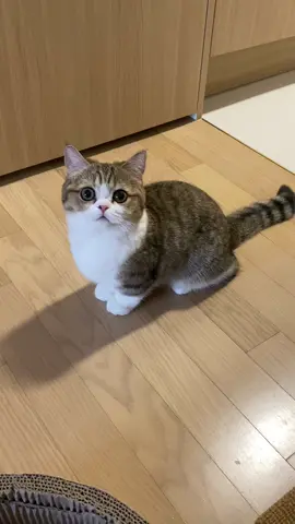 뚱굴이 #cat #catoftiktok #cutestcat #cats #catlover #fyp #고양이 #개냥이 #추천 #funny #아기고양이 #먼치킨숏레그고양이 #munchkincat #먼치킨 #scottishfold #스코티쉬폴드