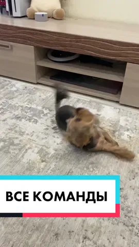 Ответ пользователю @vikaagarkova4                          Все команды, которые умеем на сегодняшний день 🐶 #йорк #терьер #дрессировка #команды #рек #щенок