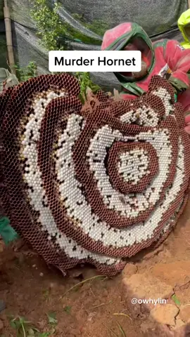 Y’all know what’s inside a wasp’s nest? #undergroundtreasure #explorerpage #viralvideo2022 #colony #hornetsnest #muderhornets #waspnest #nestcam #treasurehunter #honeybeewax