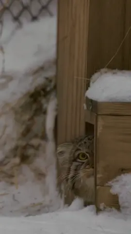 I'm watching you human!  #pallascat #pallasscat #manul #манул #cat #furrycat #furrycats #кот