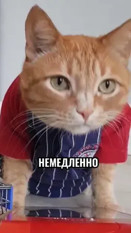 А вам звонили мошенники?