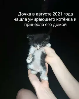 Слепой котёнок-жизнь!#рек#рекомендации#котик #слепойкотенок #слепойкот #слепыш #домашниепитомцы #домашниеживотные #Лаки #счастливый