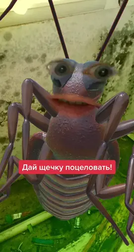 #юмор #чудо #поцелуй #тараканбарашкин #смех