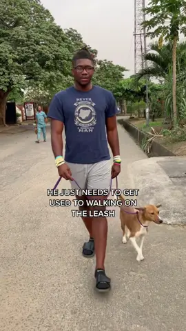 He’s Still Getting Used To Being On The Street ~ #DogTraining #dogtrainer #gooddog #doglovers #basenji #tiktokafrica #fyp #foryou #trending #viral