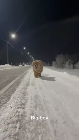 #dog #yakutia #тибетскиймастиф #bigboy #tibetanmastiff #врек