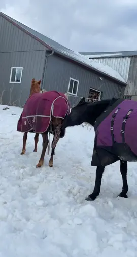 #horse #fyp #funny