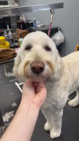 #doggrooming #doodles #groomerhumor
