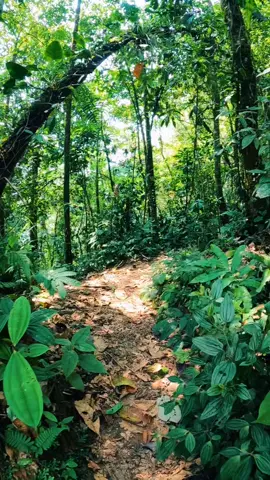Walking through a magical forest🌳 #fypシ #natureec #intinature
