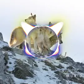 #рекомендации #t1one #еслибыволкибылилюдьми #fup #rge #трекидляпацанов #каиф #_music__official #рекитикток