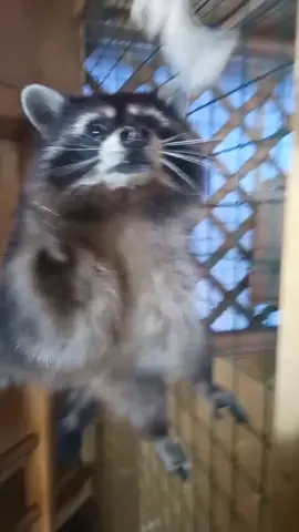 Енот- это хищник.Мышка просто обожает курочку.#funny #доменота #funnyvideos #raccoon #енот