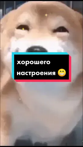 😁😁😁#танясан #добрый #день #вечер #доброта #всем #хорошегонастроения