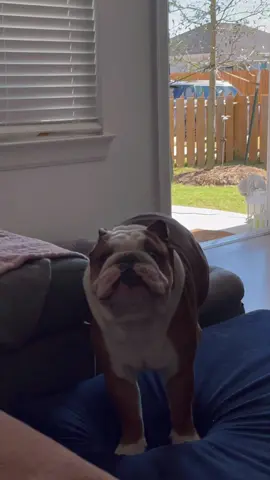 COMIN IN HOT 🥵🔥 ALWAYS. #bentleyandfinn #bulldog #englishbulldog #dogsofttiktok #cominginhot #bulldogsoftiktok