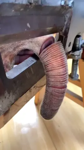 Cutting velvet antlers..