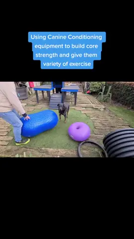 Just walking a dog can be dull! create variety in exercise #Fitness #dogfitness #canineconditioning #corestrength #dogsofttiktok #dogtrainer #ethical