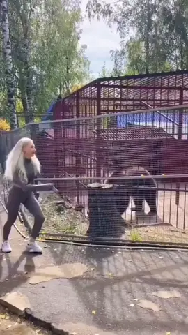 #pet #funnyvideos #animals #cute