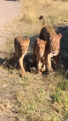 🇧🇼#Botswana #Ботсвана #Chobe #Africa #Африка #путешествие #путешествия #trip #trevel #эстетикаотдыха #подписка #топ