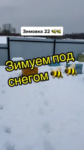 Зимуем на улице #пчелы #карпатка #пасека #мед #соты #осмотр ##пасекаЕлагиных #свояпасека #зимовка #пчеловод #фермер #кфх #ферма #деревня #рек