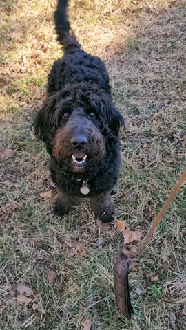 #blackgoldendoodle