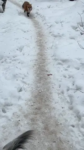 #fox #animal #fyr #fup #on #лиса #животные #смешныеживотные #животныежизнь #животныеприколы #смешно