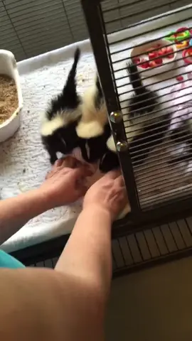 Babies lucky to be alive. Came in covered in fly eggs and maggots.  One of them died. I couldn’t save it. #babyskunk #skunk #animals #animalsoftiktok #wildlife #rescue #rehab #cute #cuteanimals