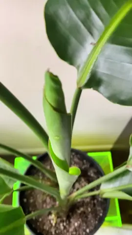 How long is this going to take!? #birdofparadiseplant #birdofparadise #plants #plantsoftiktok #planttiktok #plantlove #PlantLover