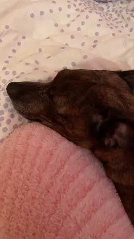 #dogchallenge #dogsofttiktok #furbaby #dog #fyp