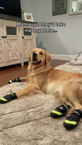 I just gotta get used to them. #fyp #foryoupage #dogsofttiktok