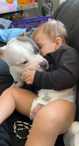 #LaysGoldenDuet #pitbullsoftiktok #pitbull #babiesoftiktok #bestfriend #kisses #fyp #pitty