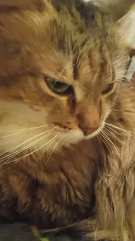 #космическибомбический#любимчикмой#пух