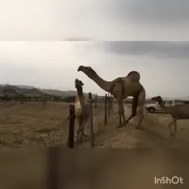 مشاءالله تبارك الله