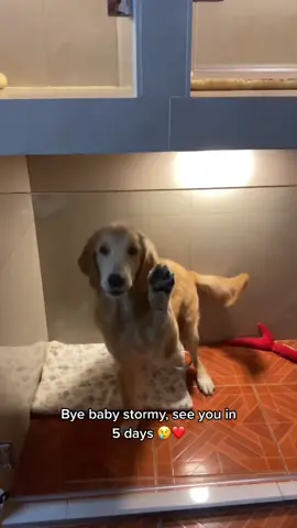 I’ll give you lotza treats and kisses when I get back ❤️ #dogsoftiktok #goldenretriever #fyp #doglover #doghotel