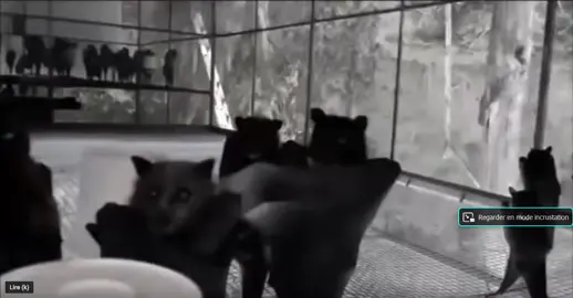 BAts_in_Goth_NightClub  #bats #gothic #music #fun