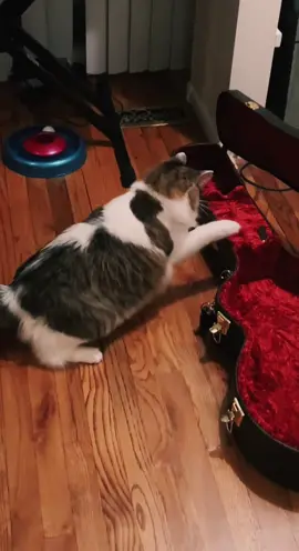 So hard to contain laughter while capturing this gem #cat #catsoftiktok #scared