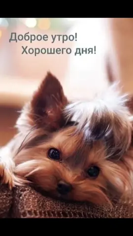 #собачкимилашки #собачки #сдобрымутром #утро #доброеутро