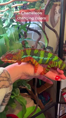 My Ambilobe Panther Chameleon Rhio, changing colors from gree/blue to orange/yellow because he sees himself in the mirror, thinking it’s another Chameleon that’s posing at a threat, so he “fires up”, referring to the puffing up and color changes. 🌈
