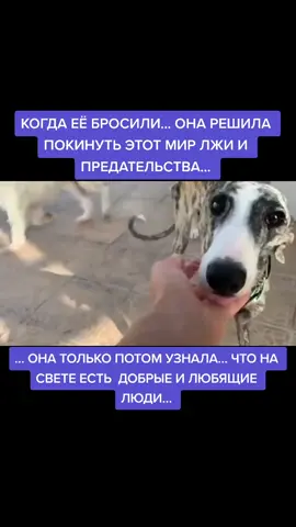 #вмиреживотных #дружба #помощь #предательство #собака #преданность #любовь #человечность #женщина #сострадание #разлука #хозяйка #печаль #радость #мир