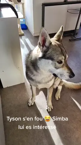 #ennuie #pourtoi #chienloup #bengalcharcoal #chat #puicpuic