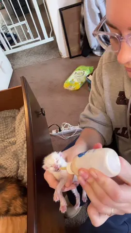 bottle feeding the #runt #ophieslitter #ophiesbabies #kittensoftiktok #kittens #catmom #cats #newbornkittens #newborns #fyp