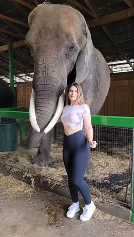 I love elephants 😊🐘