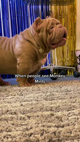 Monkey Mints at Mouth Jewelry #ranking #LaysGoldenDuet #exoticbully #fyp