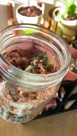 I received this philodendron broken like this. I hope Shorty pulls through. #etsy #PlantLover #plant #philodendron #plants