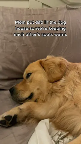 I got your back dad. #fyp #foryoupage #dogsofttiktok