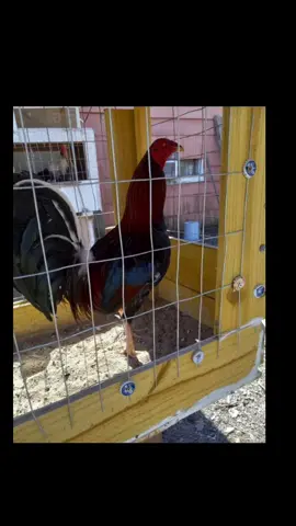 #roundhead #gallos #sweater #gallaso #like #justforfun