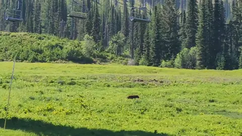 #Grizzly #Idaho #fyp