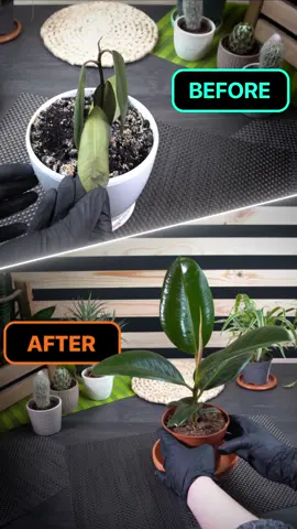 NatureID: Plant identifier 🪴LINK IN BIO! #plantidentifier #plantcaretips #plantcarehacks #natureid