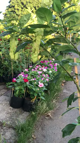 Huyền trân công chúa caykiengsadec