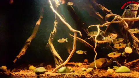 Cá săn mồi cỡ nhỏ #exodonsbucktooth #monsterfish #predatoryfish #casanmoi #cacanh #cásănmồi #freshwater #aqurium #blackwateraquarium #blackwater @shining_star_97 @hanniabink2.12